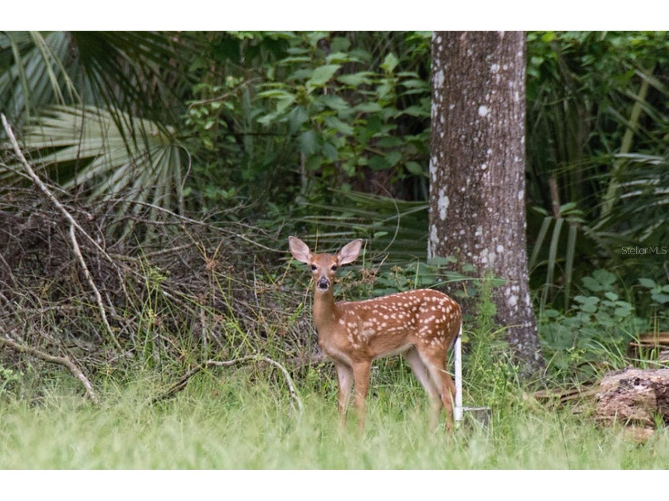 19300 Lonesome Pine Drive Land O Lakes FL 34638 T3539676 image9