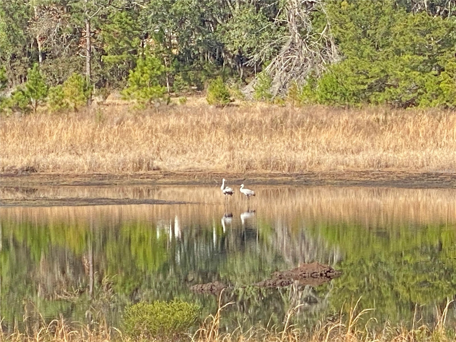 194 Whirlwind Loop Hawthorne FL 32640 - WHIRLWIND LAKE GC536275 image41