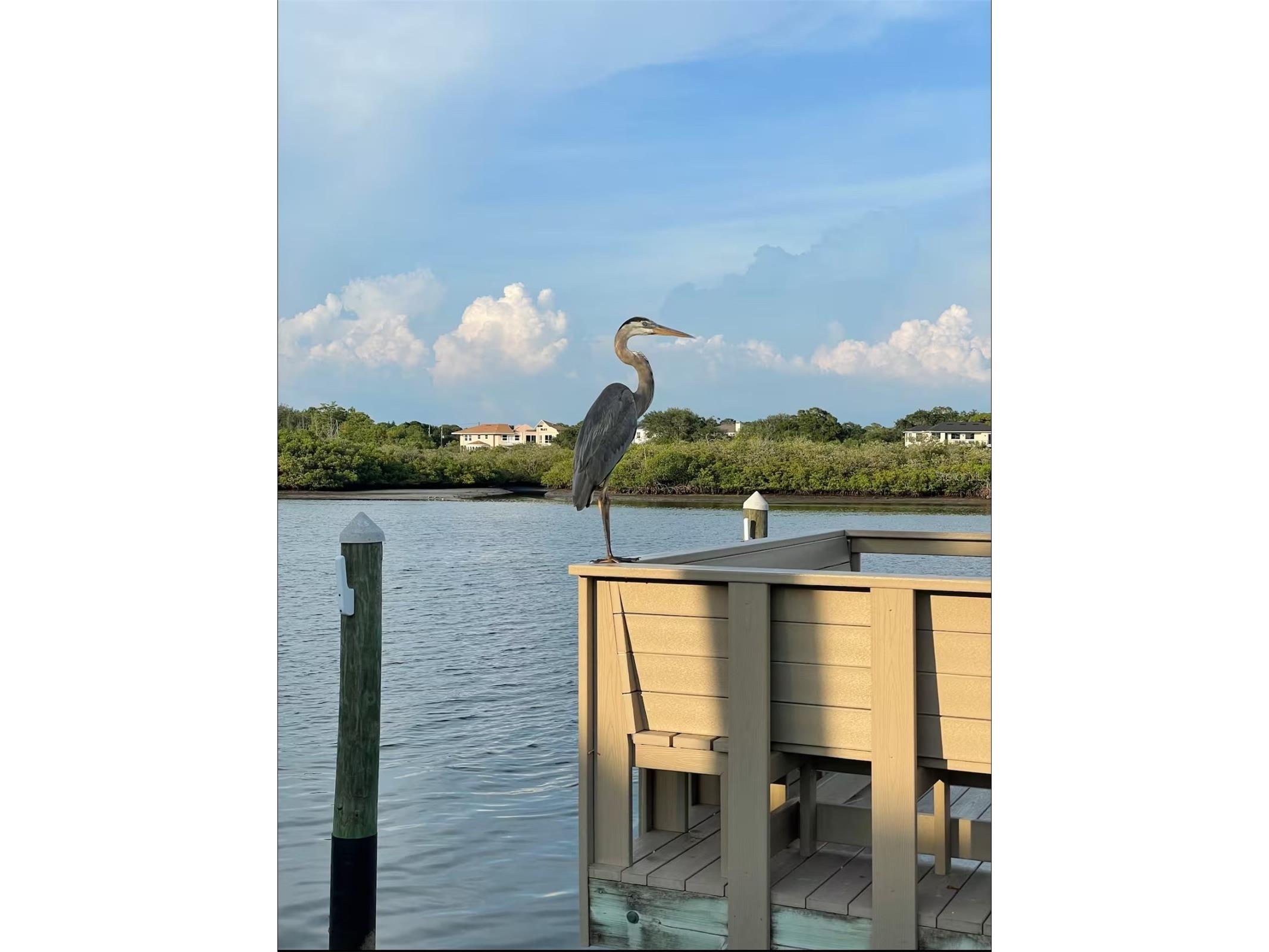 19417 Gulf Boulevard #F110 Indian Rocks Beach FL 33785 TB8516546 image46