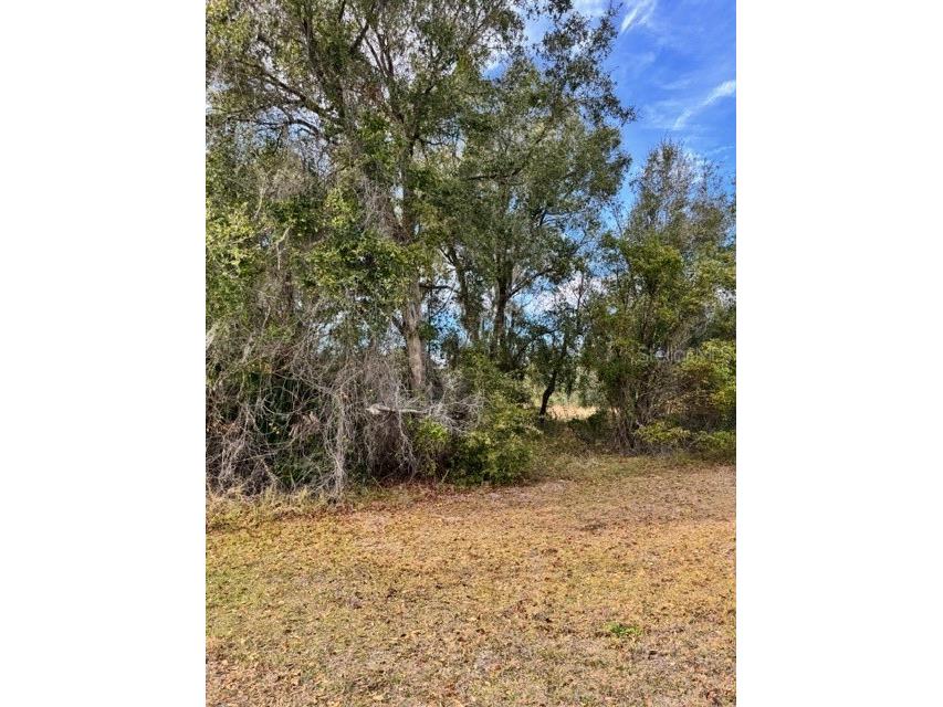 195 Lake Molly Avenue Deland FL 32724 O6376370 image4