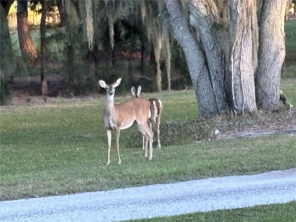 1950 Bern Creek Loop Sarasota FL 34240 A4669098 image59