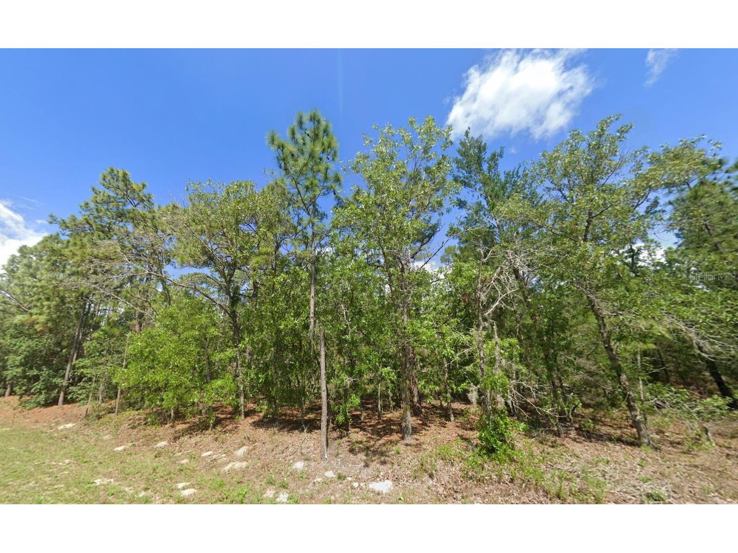 1950 Cr 243b Wildwood FL 34785 O6387471 image1