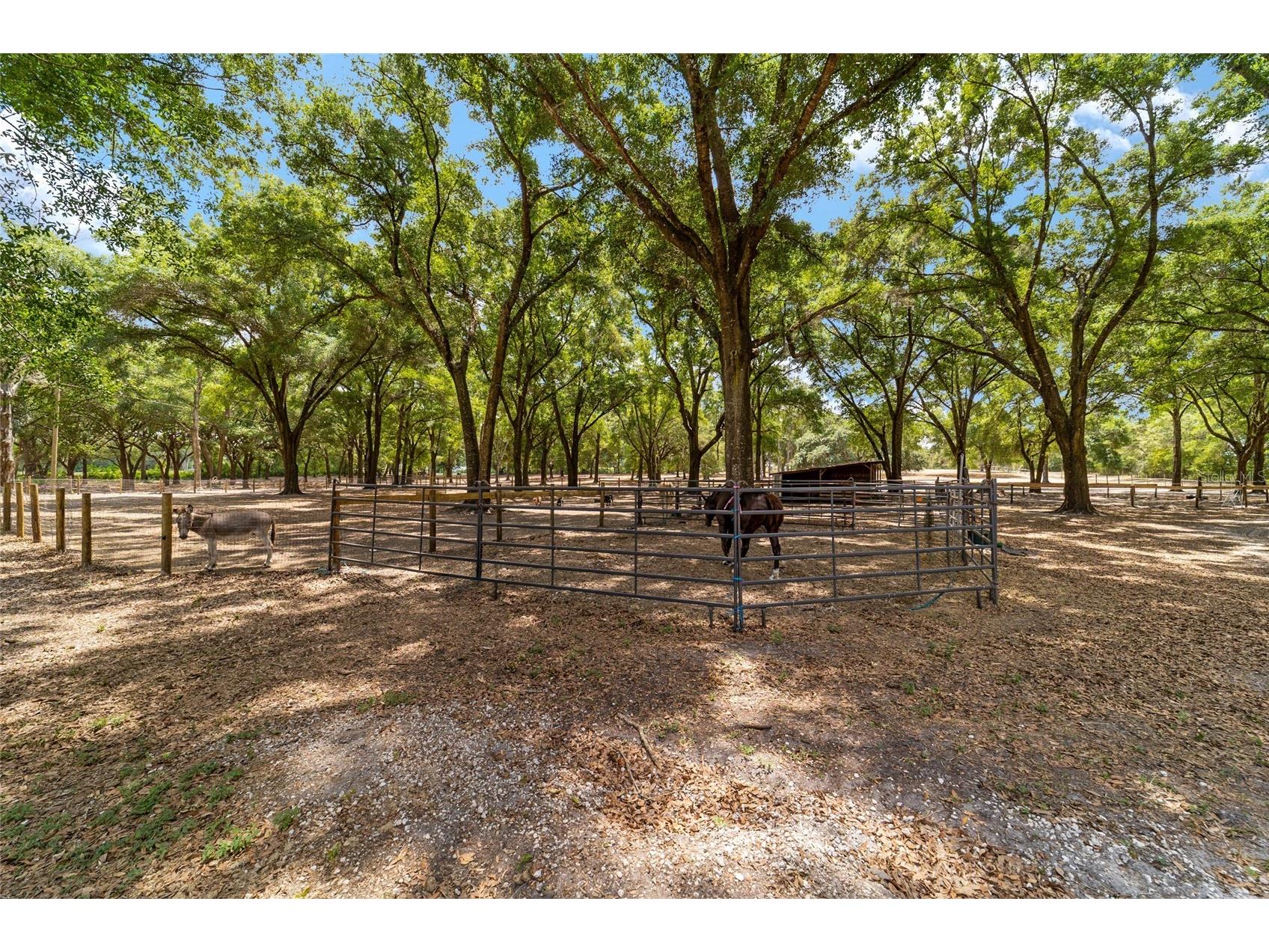 19551 SE 42nd Place Morriston FL 32668 OM724189 image51