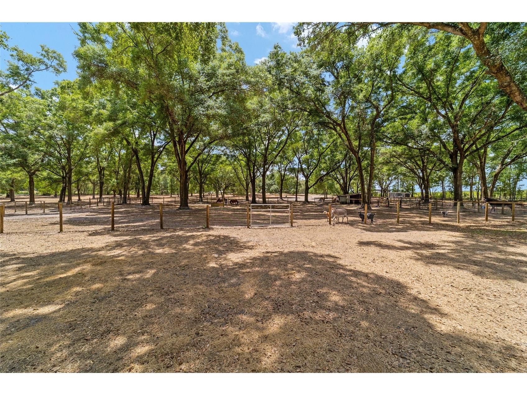 19551 SE 42nd Place Morriston FL 32668 OM724189 image53