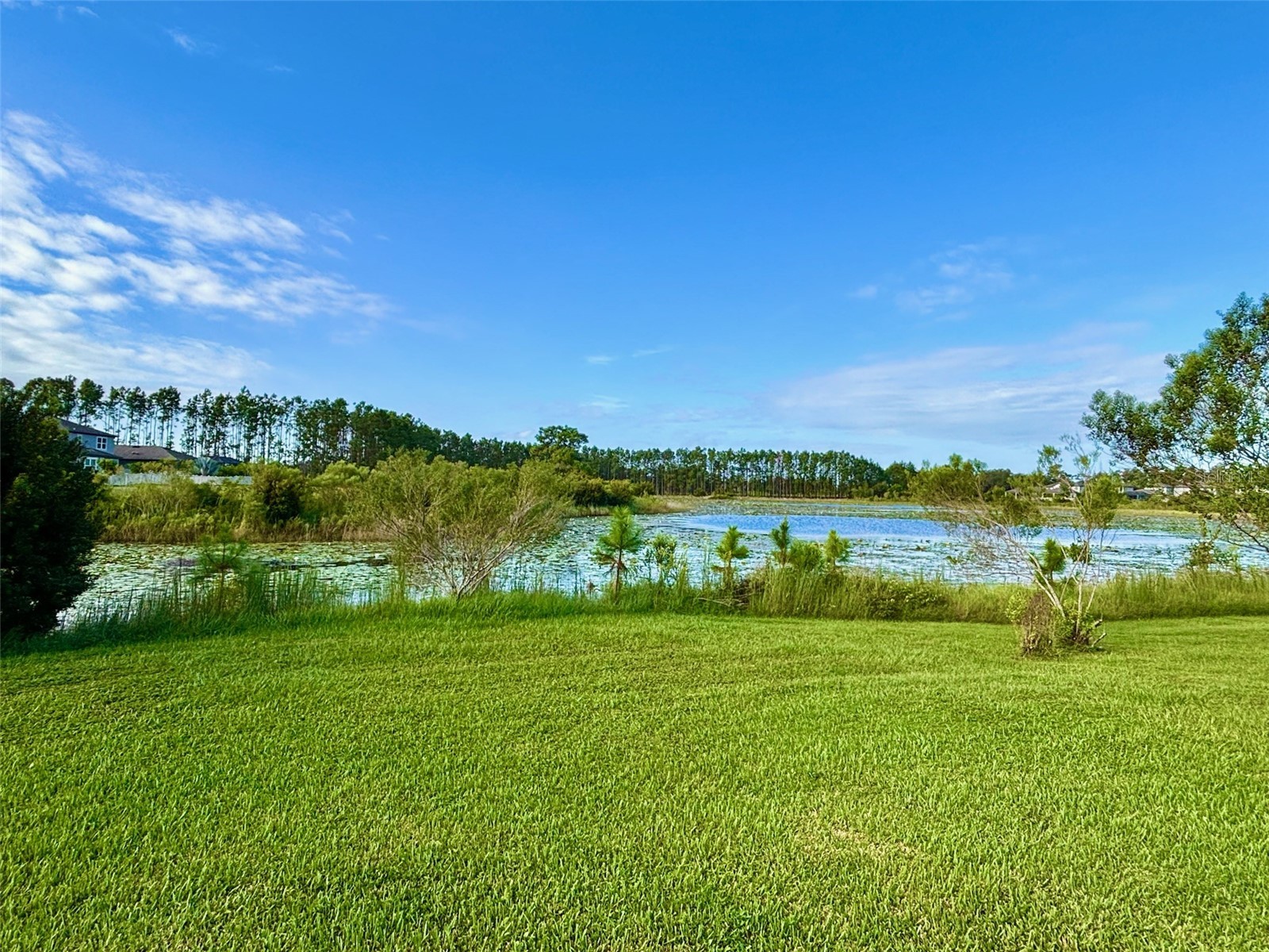 19592 Breynia Drive Lutz FL 33558 TB8434531 image35