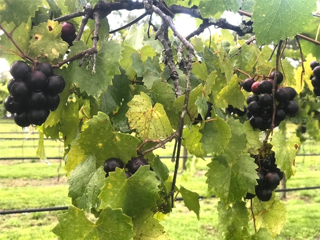 19600 E State Road 64 Bradenton FL 34212 A4672463 image2