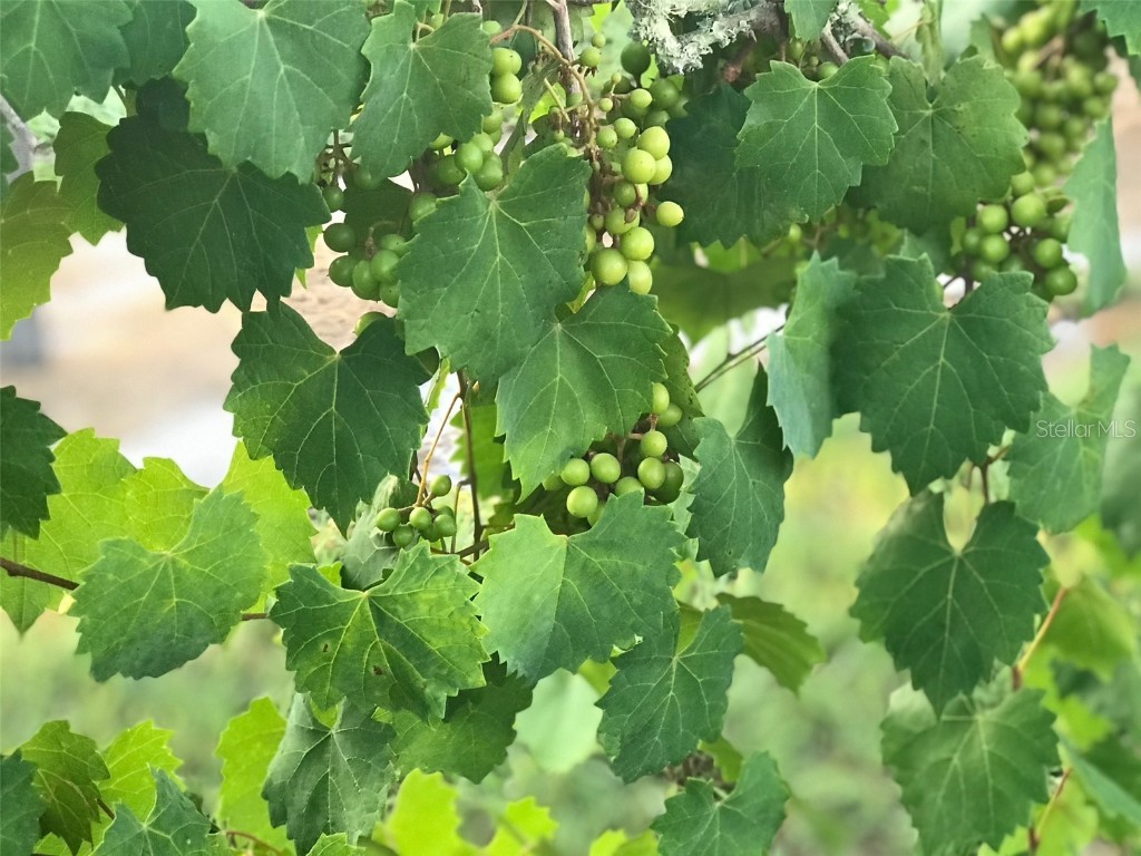 19600 E State Road 64 Bradenton FL 34212 A4672463 image89