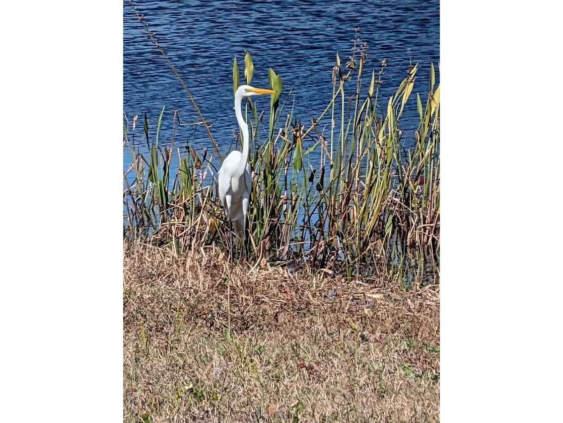 19613 Long Lake Ranch Boulevard Lutz FL 33558 A4681226 image51