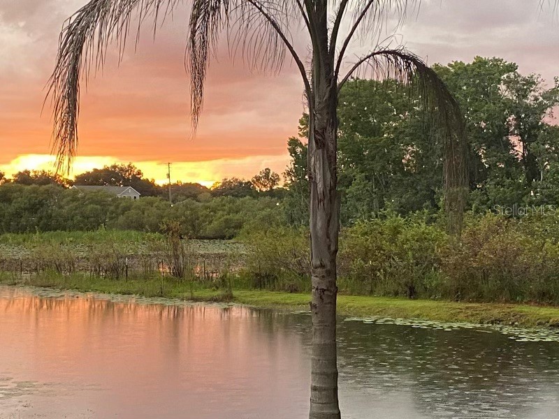 19616 Livingston Avenue Lutz FL 33559 O6354500 image44