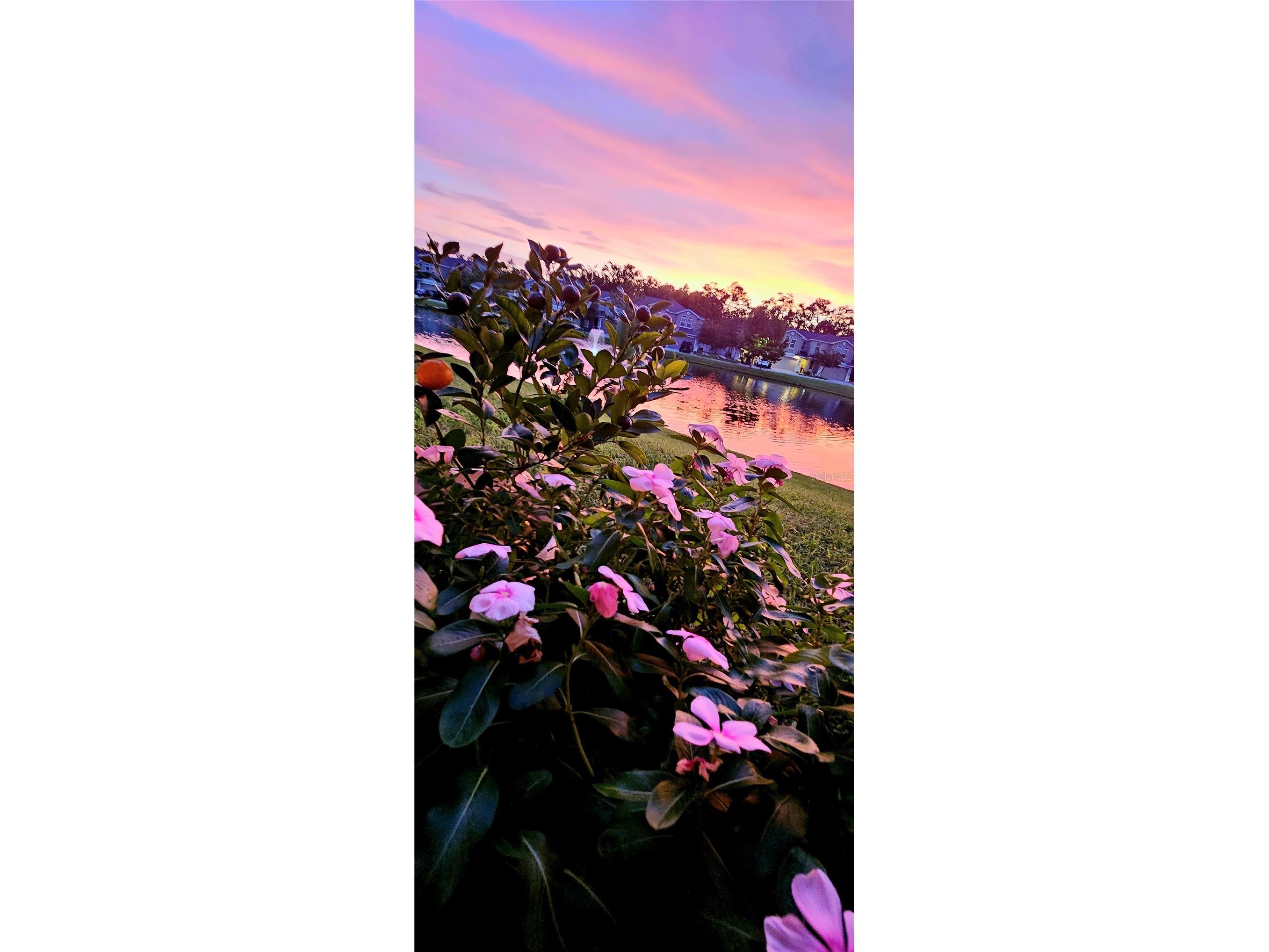 1962 Marlington Way Clearwater FL 33763 TB8470894 image36