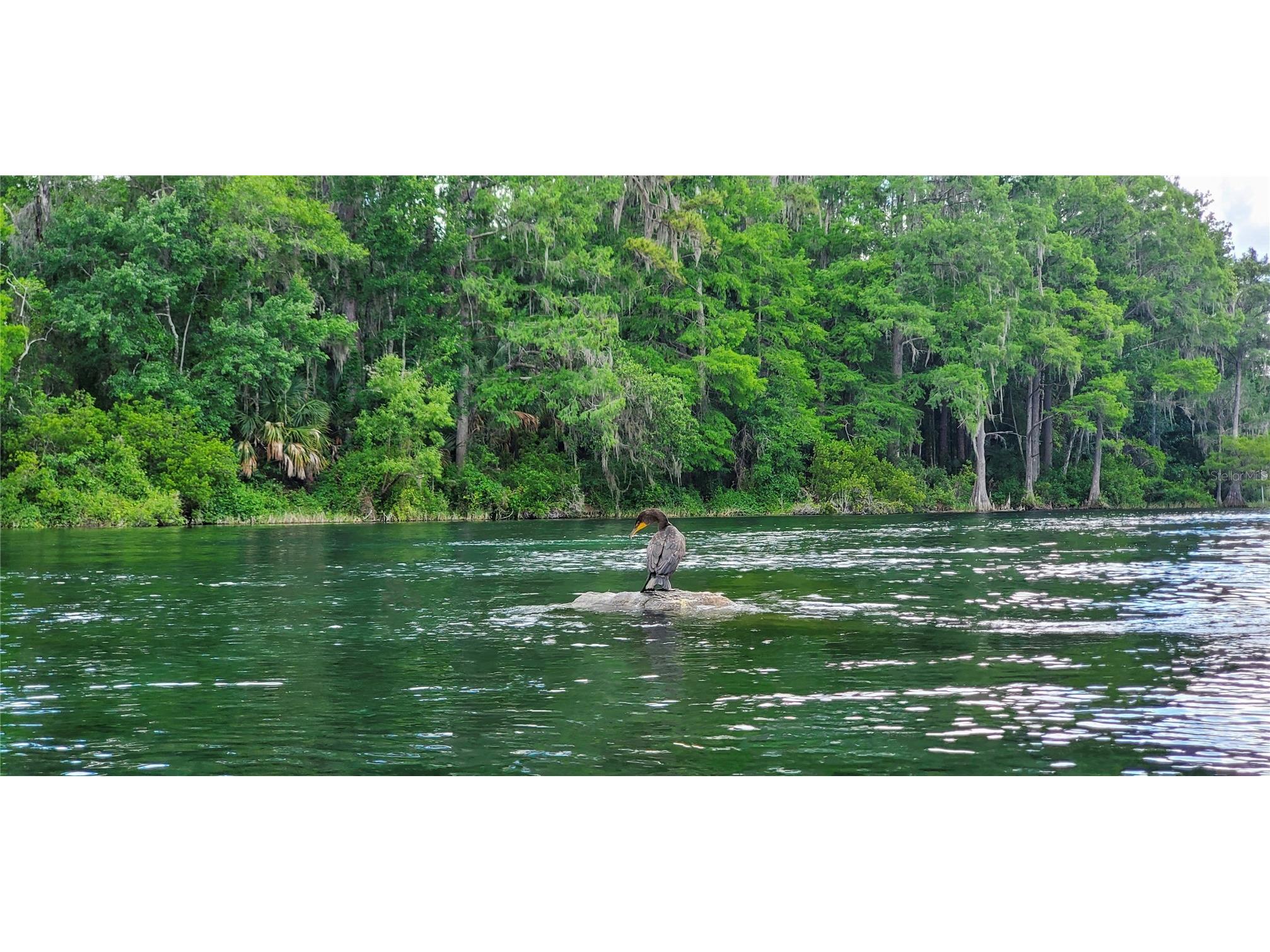 19660 SW 83rd Place Road #C16 Dunnellon FL 34432 - RAINBOW RIVER OM723445 image82