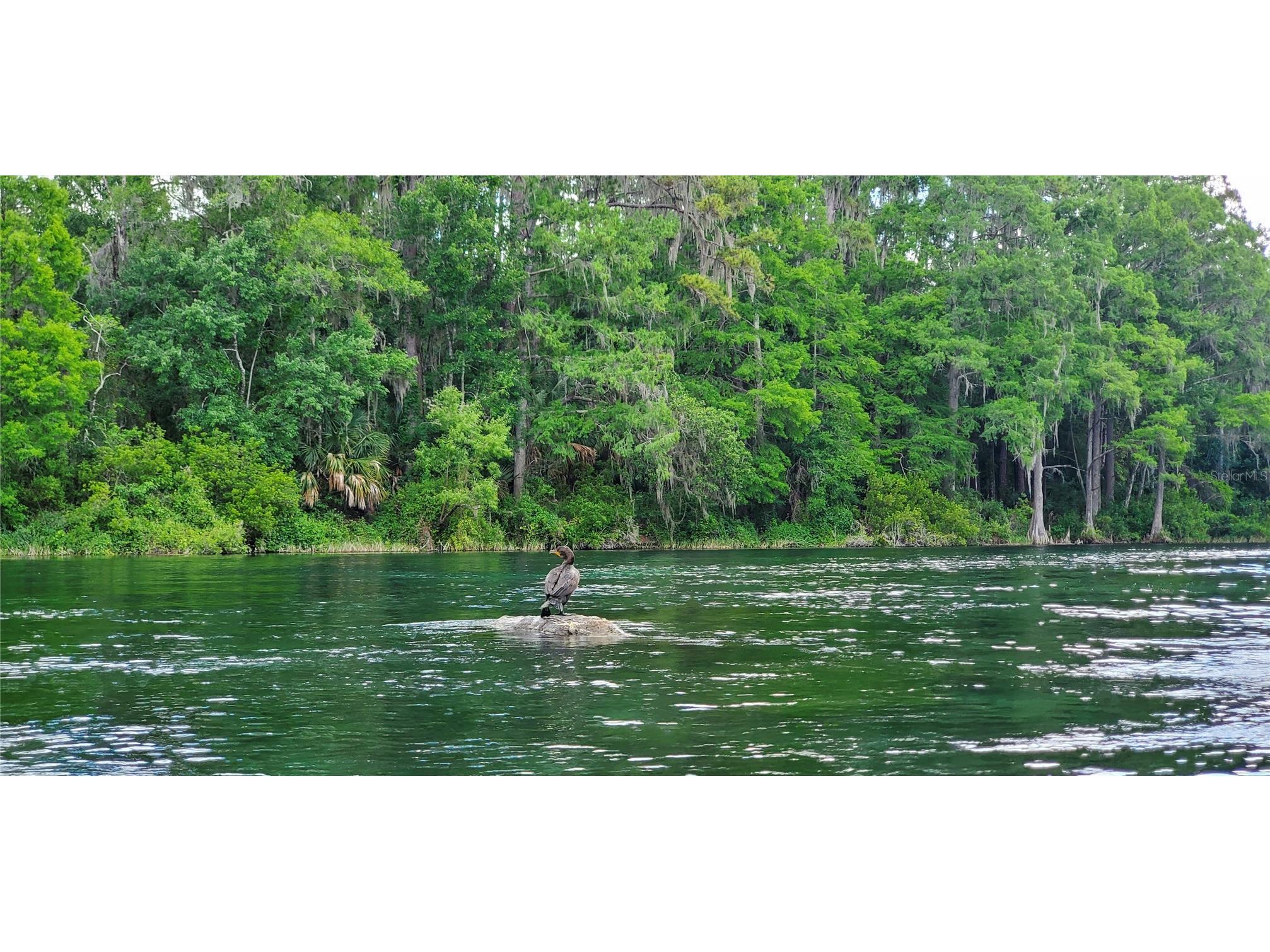 19660 SW 83rd Place Road #C16 Dunnellon FL 34432 - RAINBOW RIVER OM723445 image83