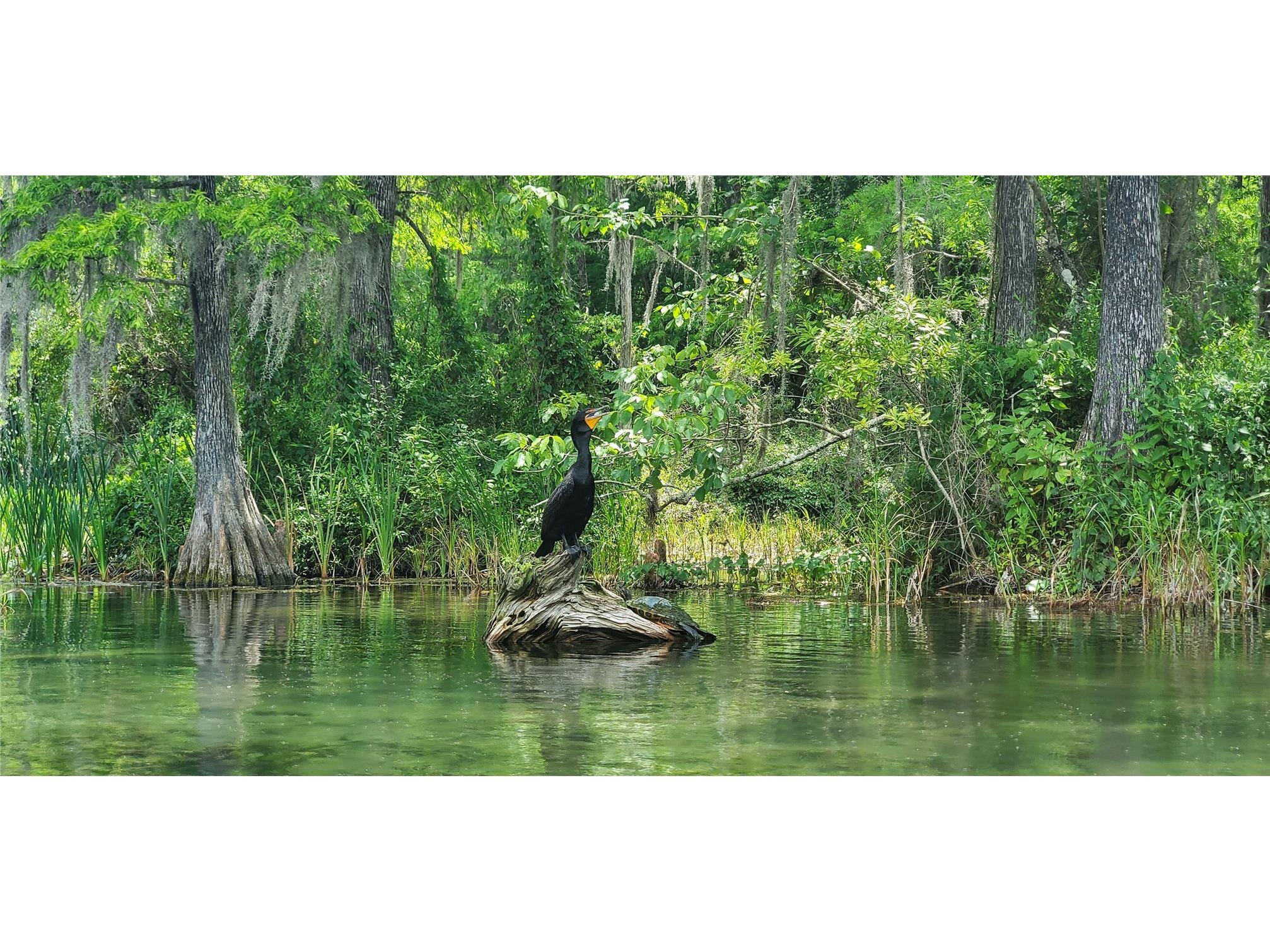 19660 SW 83rd Place Road #C16 Dunnellon FL 34432 - RAINBOW RIVER OM723445 image84