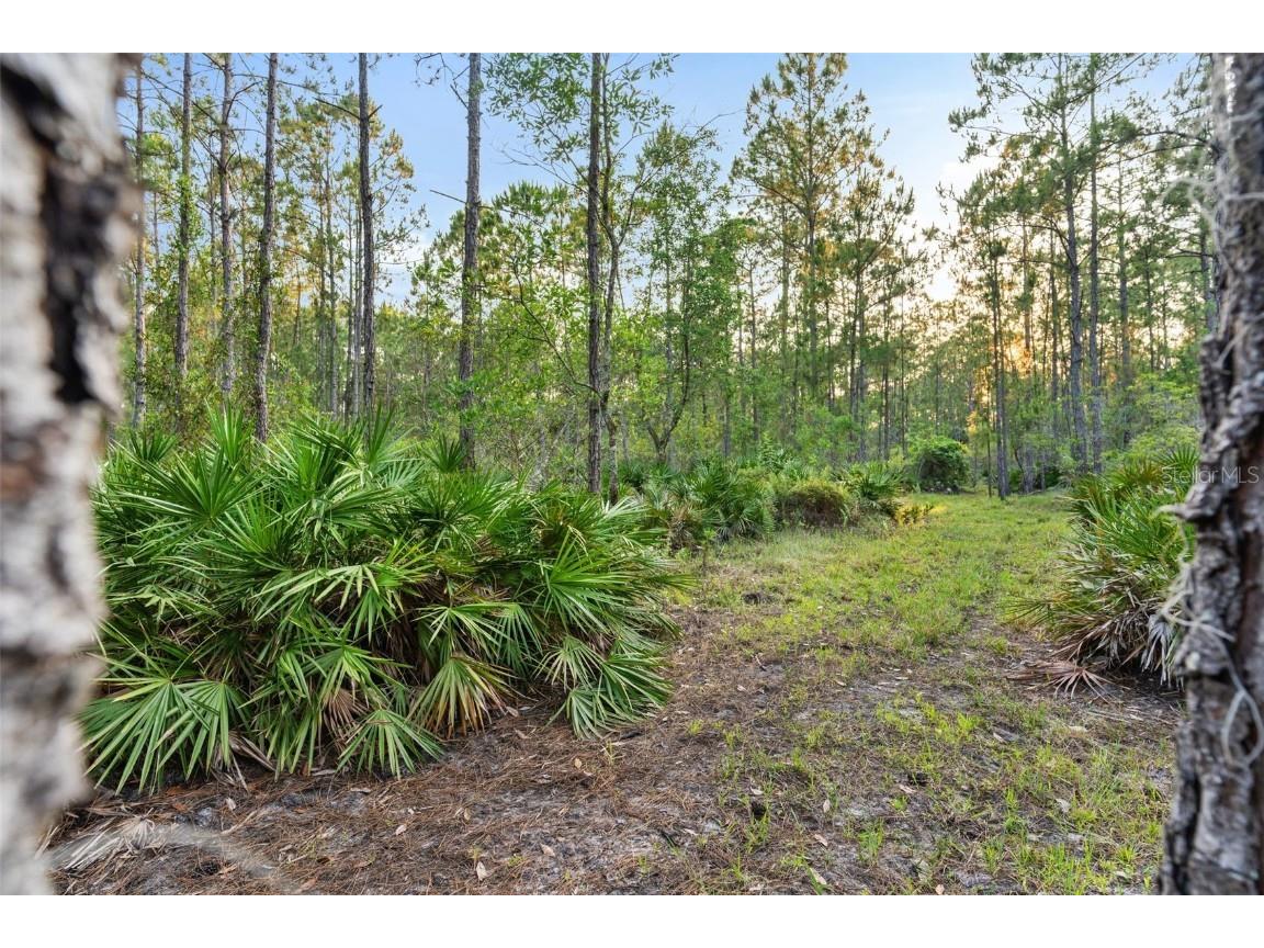 1980 Lake Buffum Road E Fort Meade FL 33841 - LAKE BUFFUM T3533019 image51