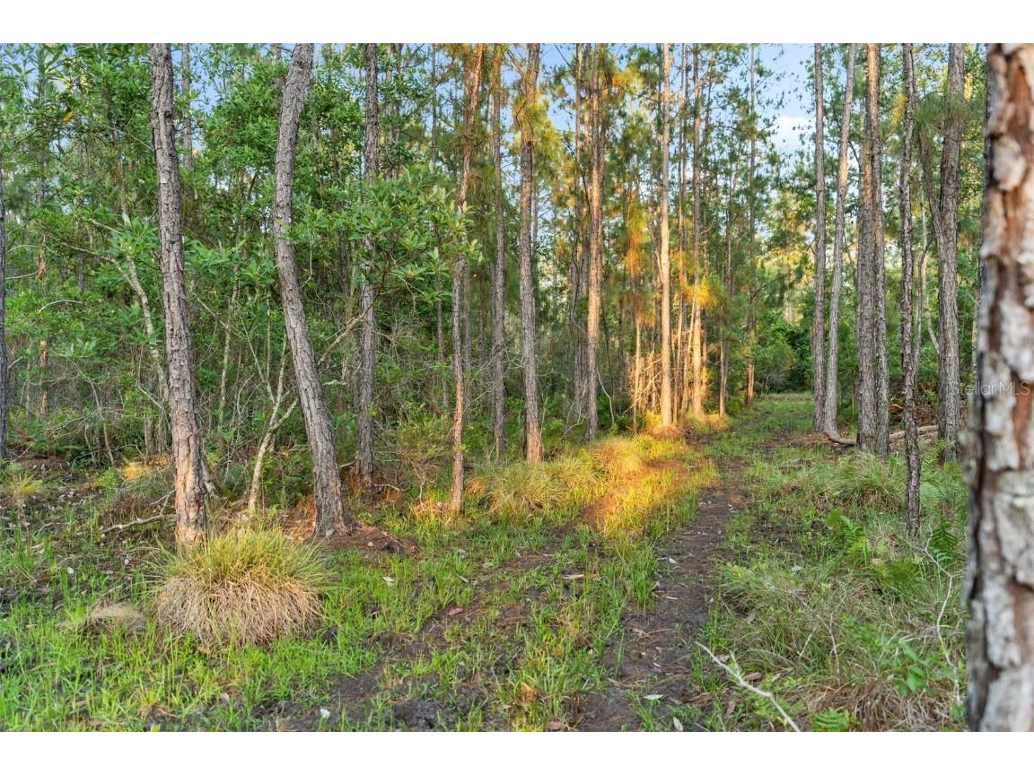 1980 Lake Buffum Road E Fort Meade FL 33841 - LAKE BUFFUM T3533019 image53