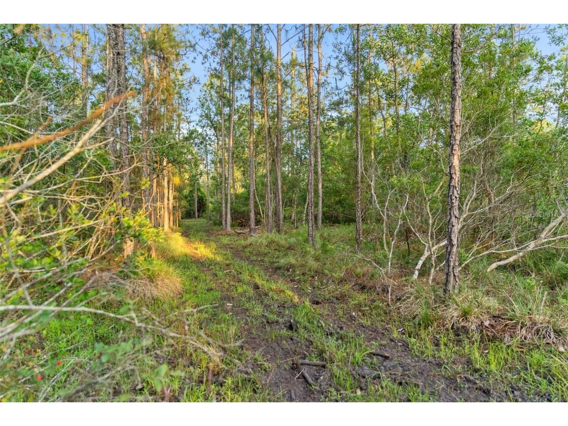 1980 Lake Buffum Road E Fort Meade FL 33841 - LAKE BUFFUM T3533019 image54