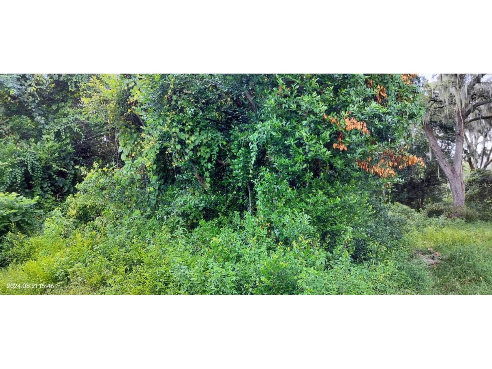 1980 S Tsala Terrace Inverness FL 34450 - TSALA APOPKA CHAIN OF LAKES T3550427 image3