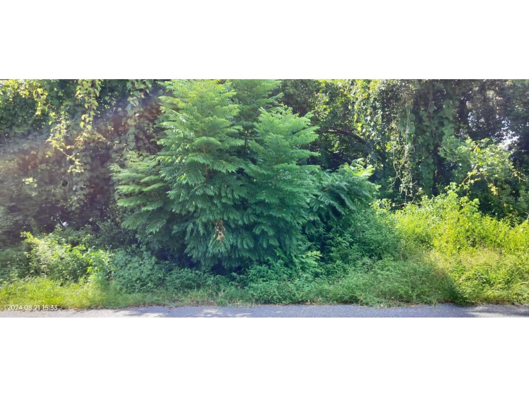 1980 S Tsala Terrace Inverness FL 34450 - TSALA APOPKA CHAIN OF LAKES T3550427 image5