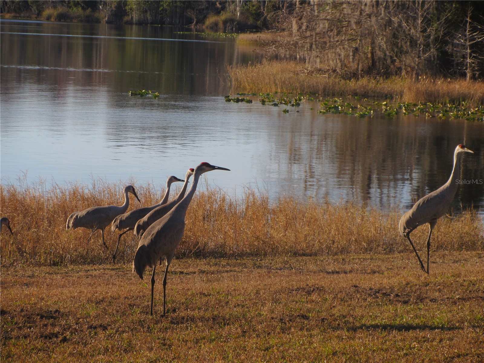 1984 SE 171st Court Silver Springs FL 34488 - North Lake OM717926 image55