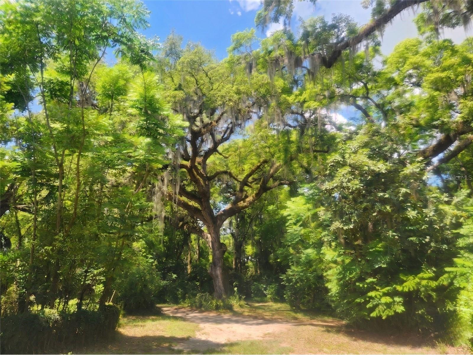 1985 NE 97th Streed Road Anthony FL 32617 OM725739 image37