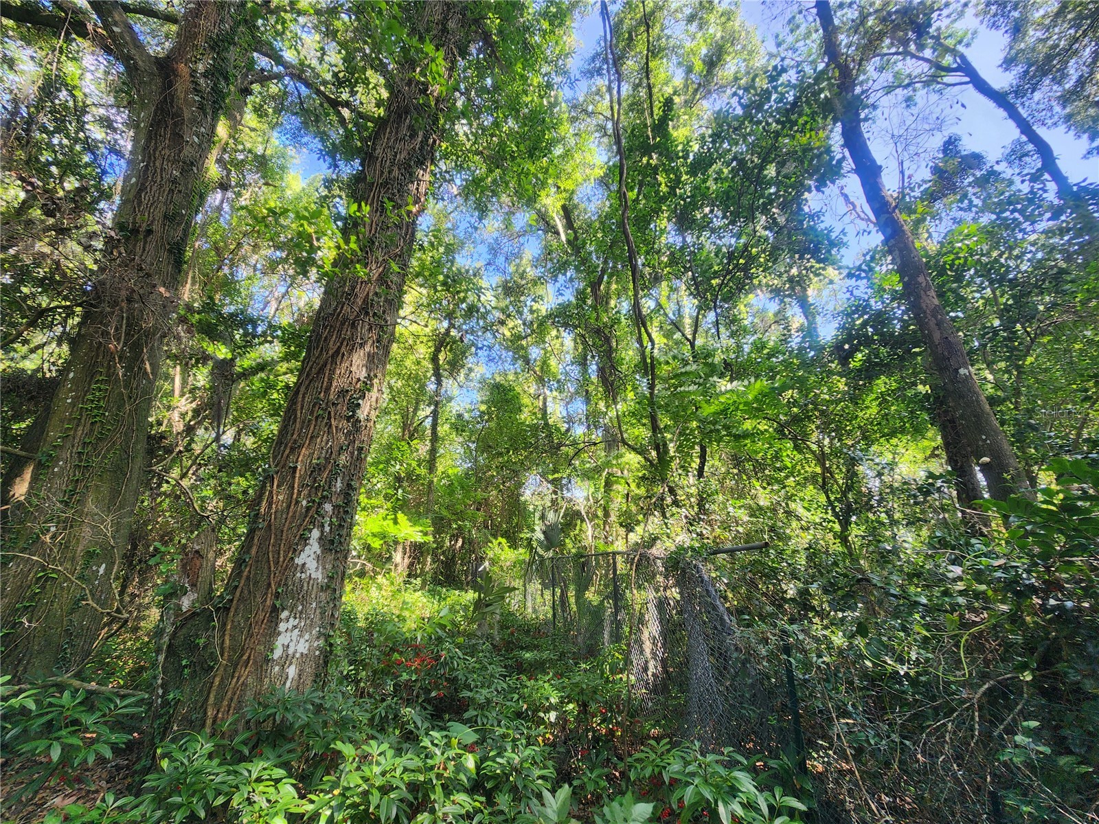 1985 NE 97th Streed Road Anthony FL 32617 OM725739 image40