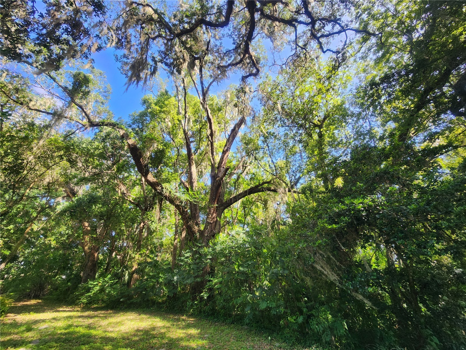 1985 NE 97th Streed Road Anthony FL 32617 OM725739 image41