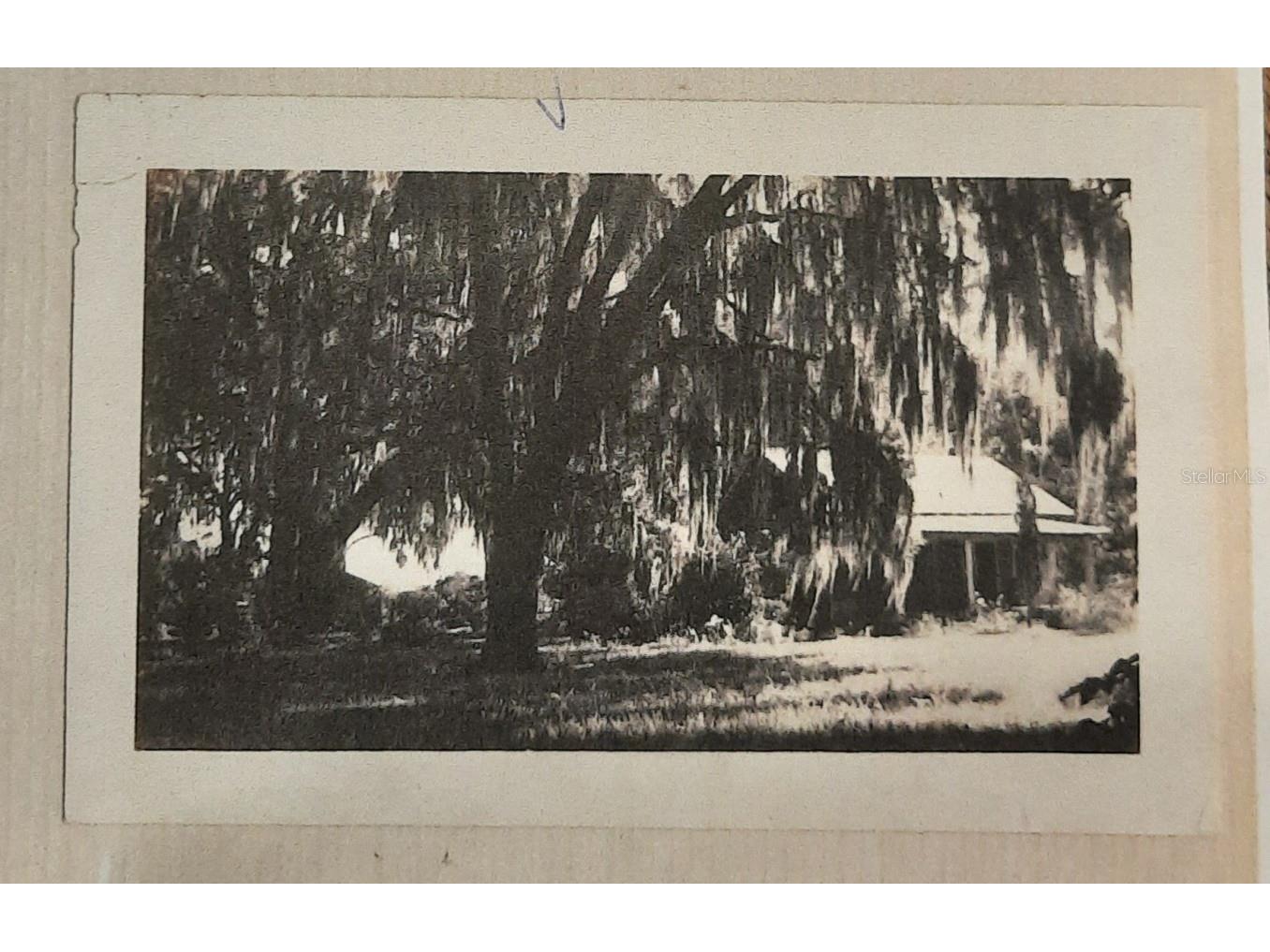 1985 NE 97th Streed Road Anthony FL 32617 OM725739 image44