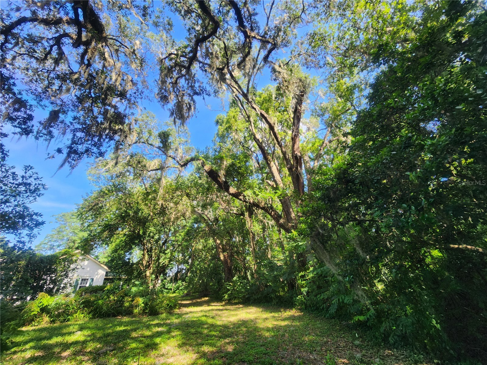 1985 NE 97th Streed Road Anthony FL 32617 OM725739 image45