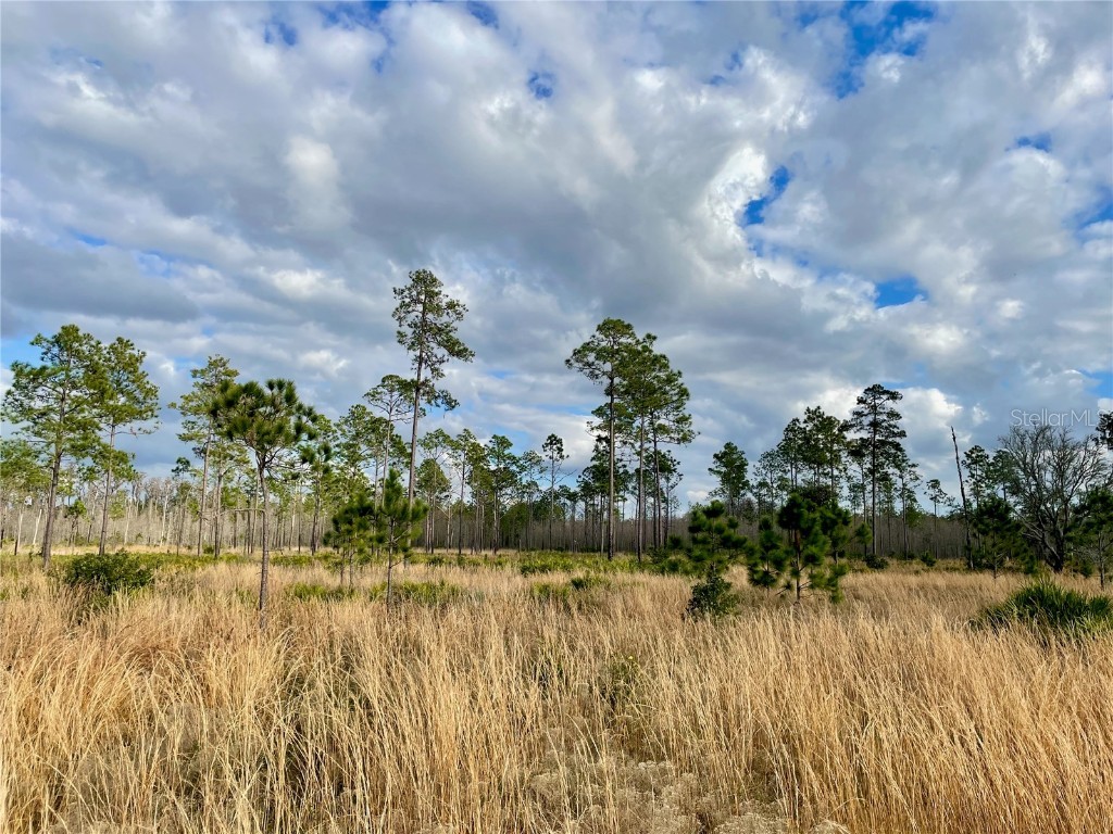 19858 State Road 52 Land O Lakes FL 34637 - Green Lake T3433644 image10