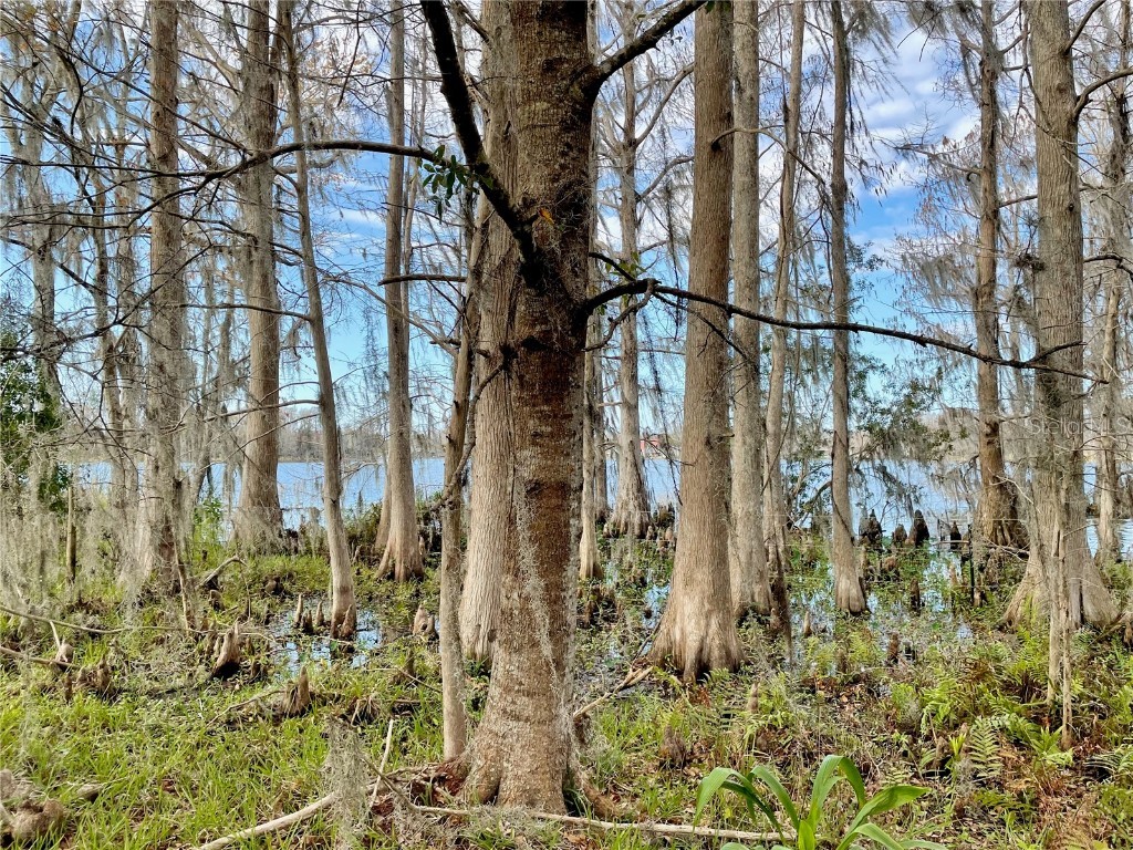 19858 State Road 52 Land O Lakes FL 34637 - Green Lake T3433644 image12