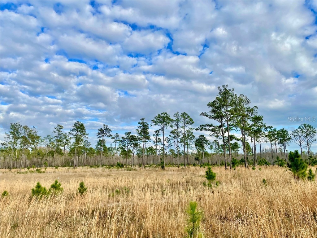 19858 State Road 52 Land O Lakes FL 34637 - Green Lake T3433644 image14