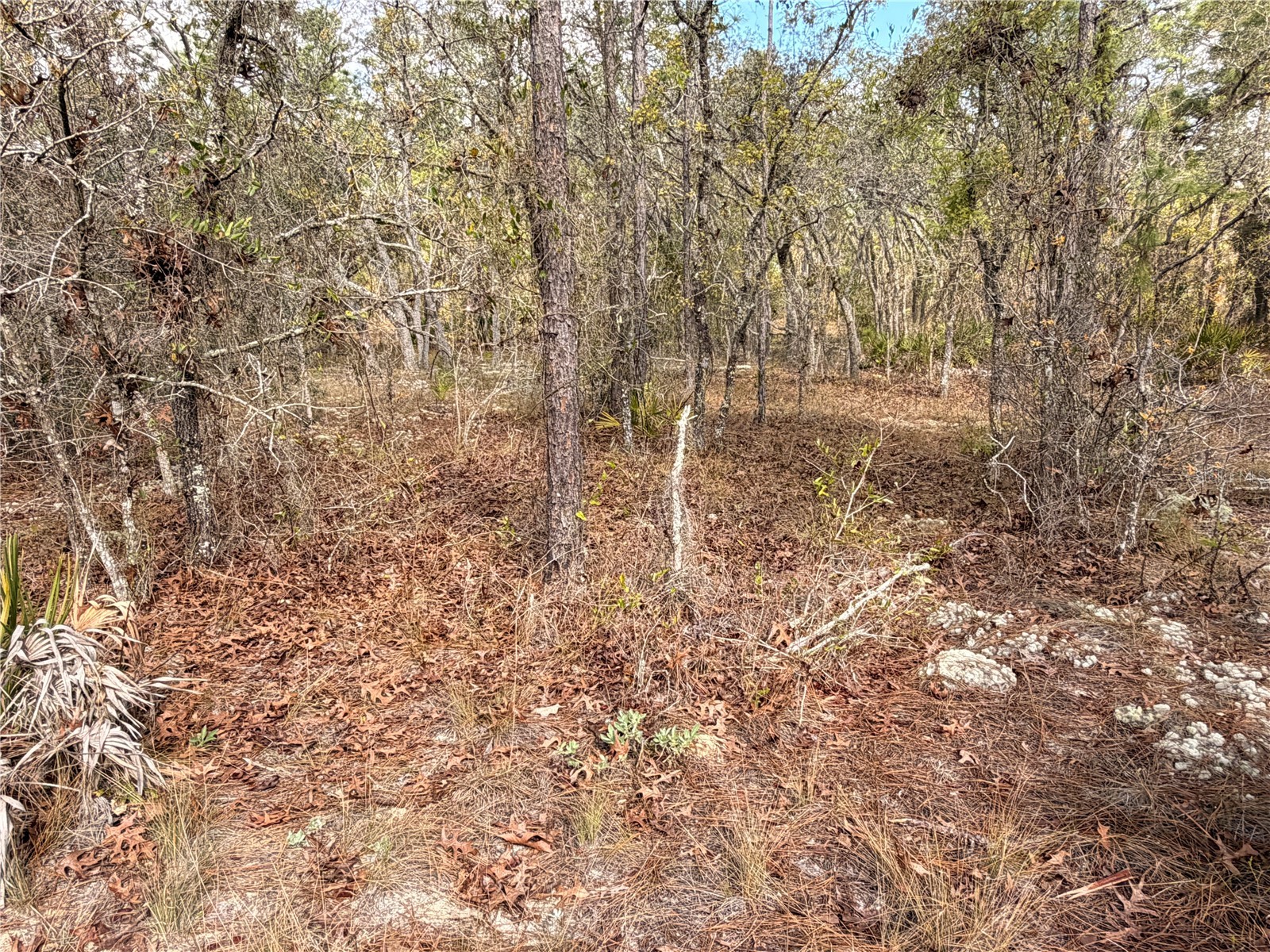 2 Linder Street Homosassa FL 34446 TB8485612 image22