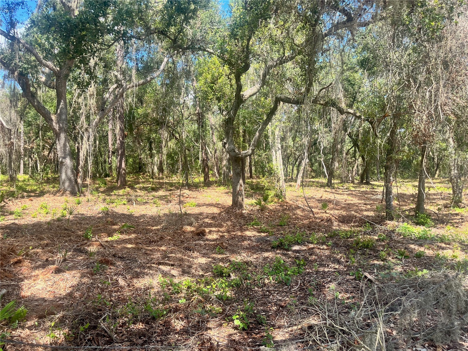 2 Sendcastle Drive Groveland FL 34736 TB8418355 image37