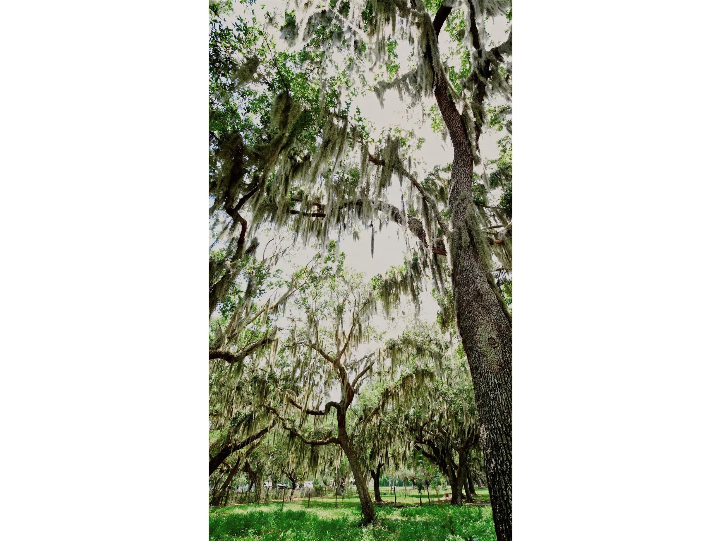 2000 Parkway Avenue Saint Cloud FL 34772 S5151583 image29