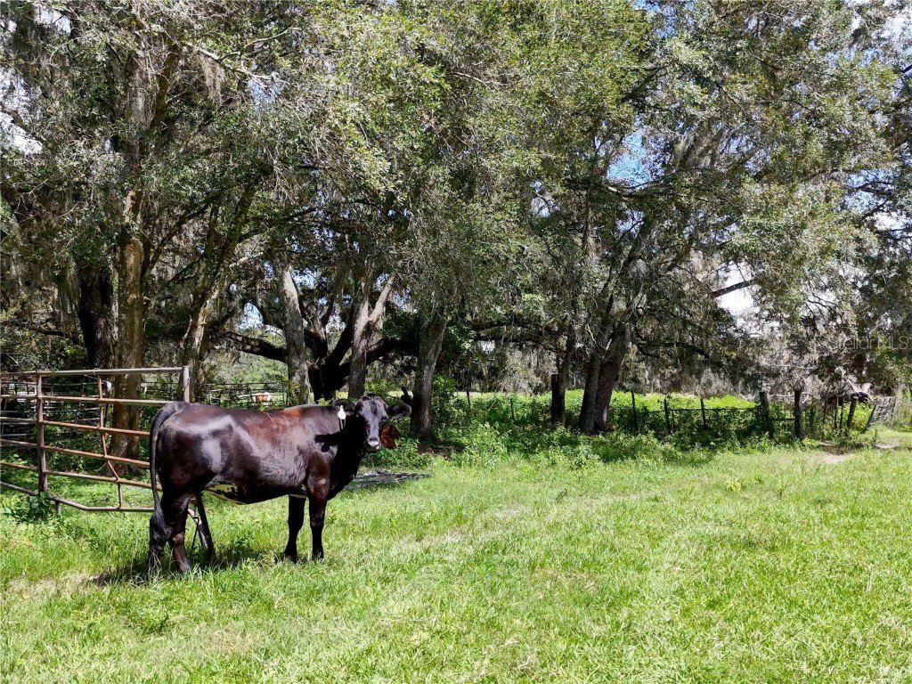 20089 Ayers Road Brooksville FL 34604 W7877261 image26