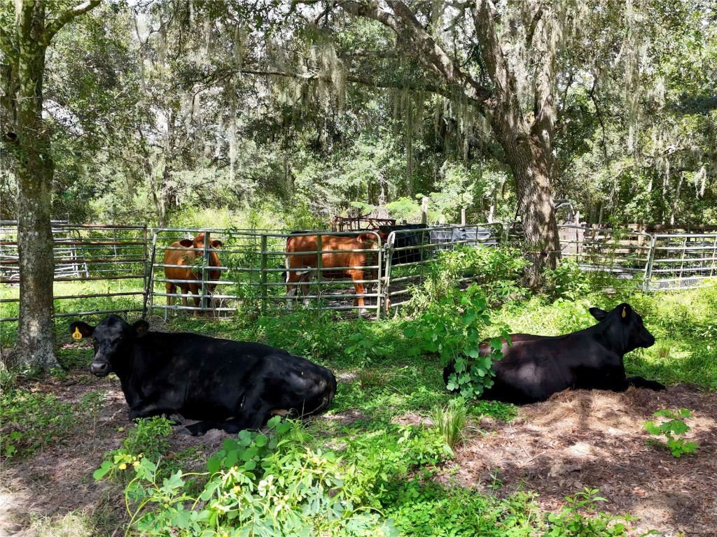 20089 Ayers Road Brooksville FL 34604 W7877261 image29