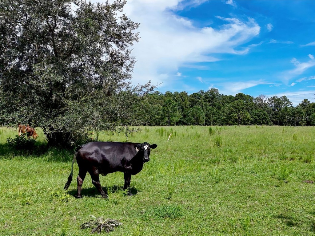 20089 Ayers Road Brooksville FL 34604 W7877261 image30