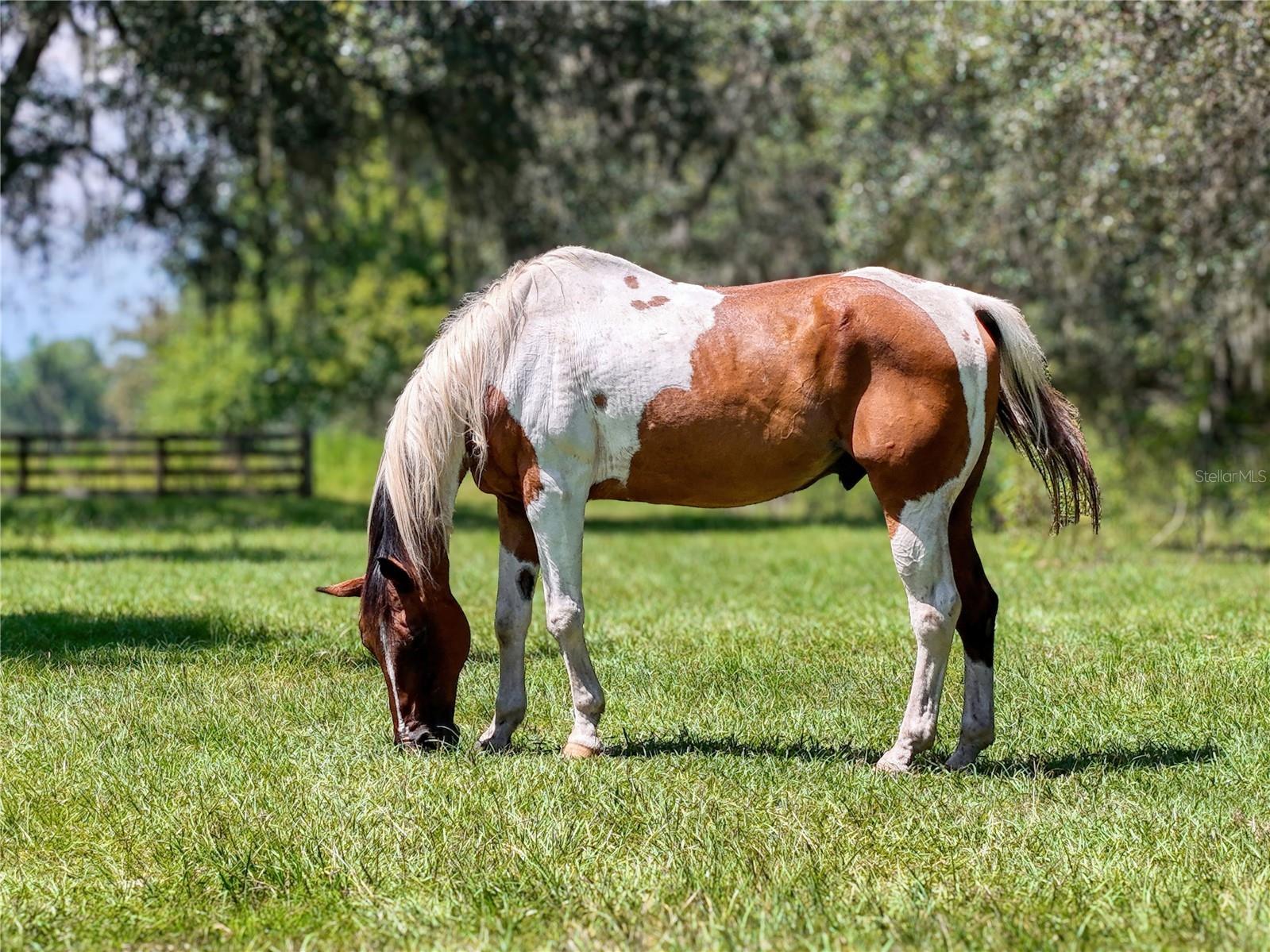 20089 Ayers Road Brooksville FL 34604 - SQUIRREL PRARIE W7877630 image16