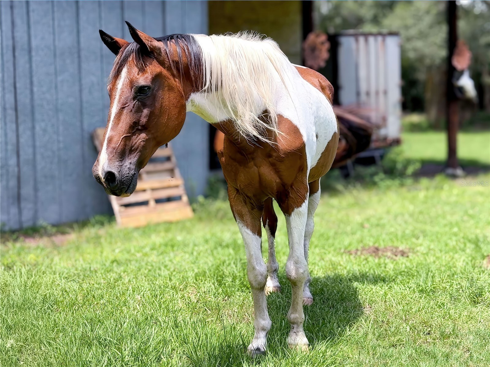 20089 Ayers Road Brooksville FL 34604 - SQUIRREL PRARIE W7877630 image18