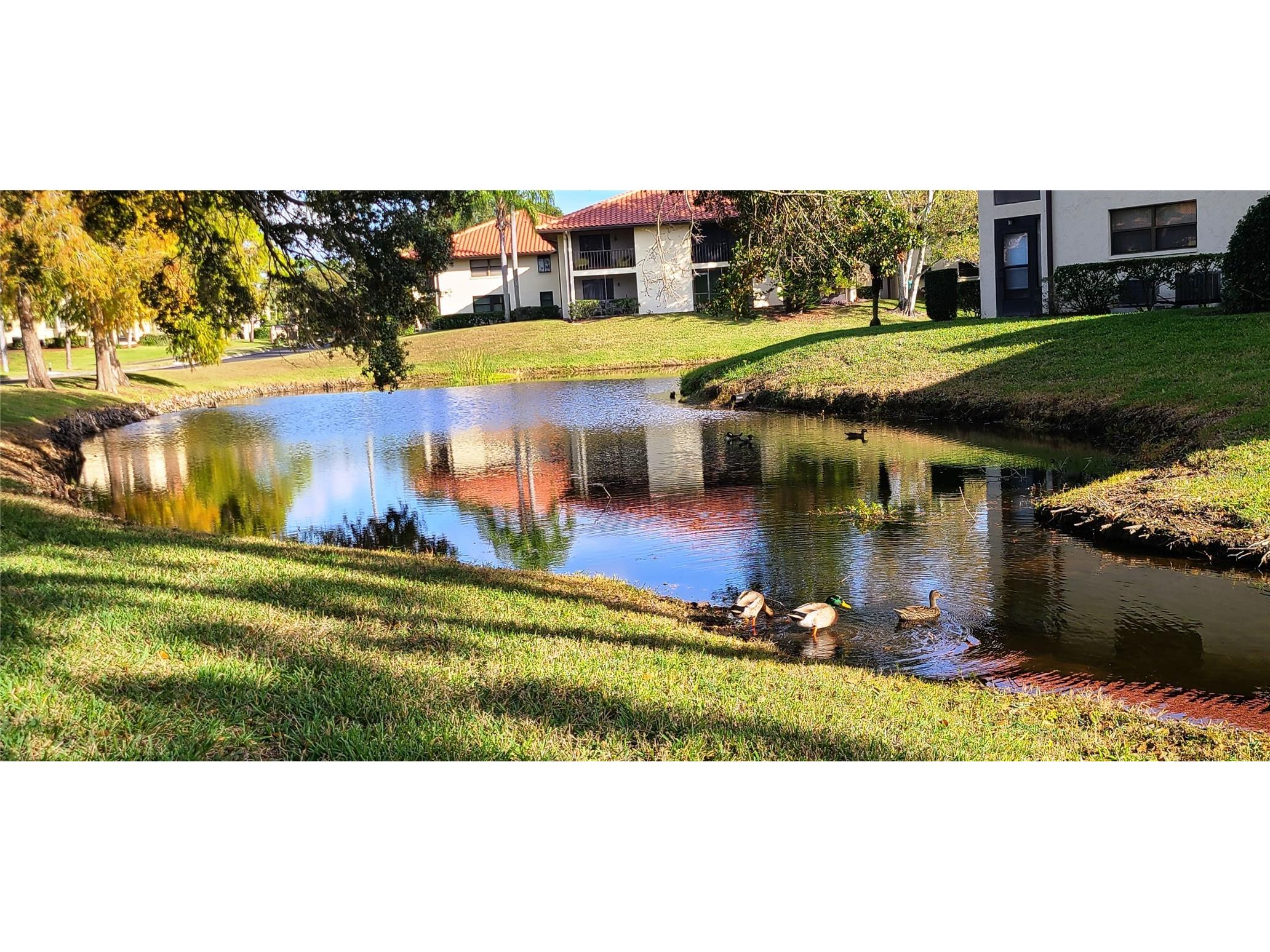 2009 Hammock Pine Boulevard #2009 Clearwater FL 33761 TB8484773 image29