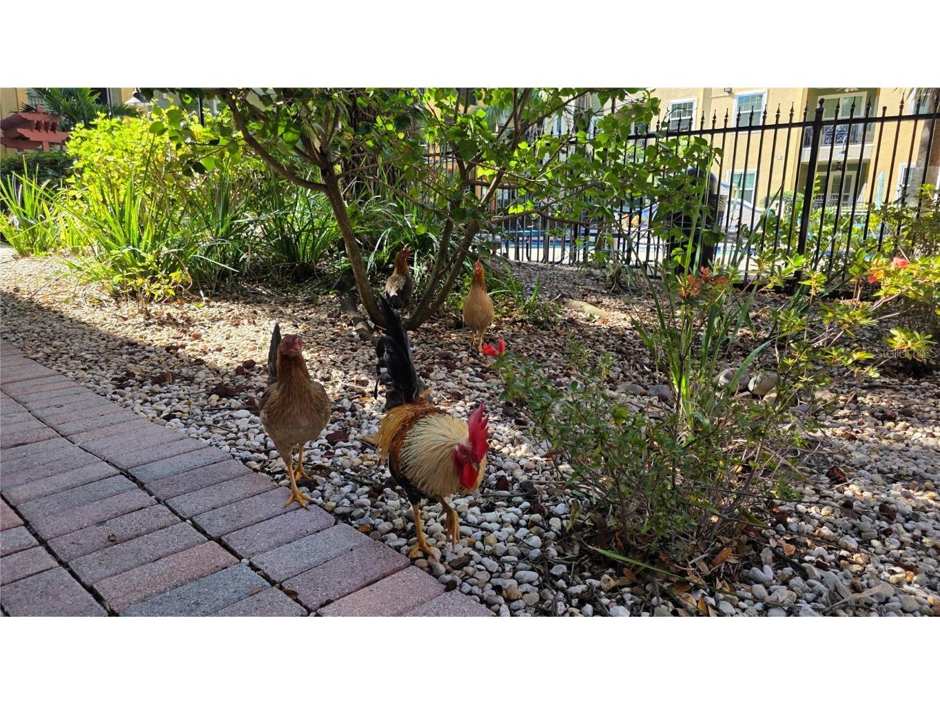 2010 E Palm Avenue #14304 Tampa FL 33605 TB8453755 image55