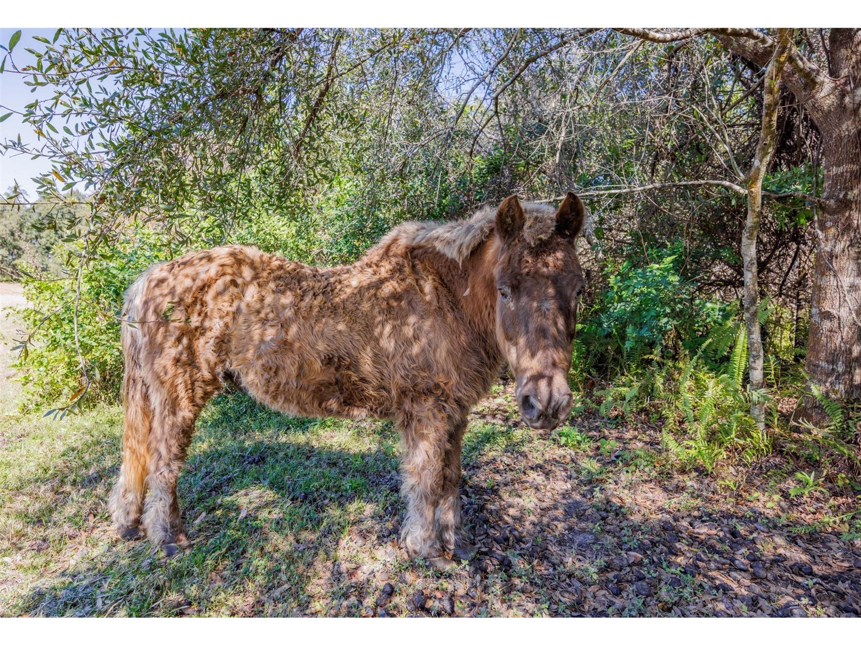 20112 Hobbs Road Wimauma FL 33598 TB8474537 image52