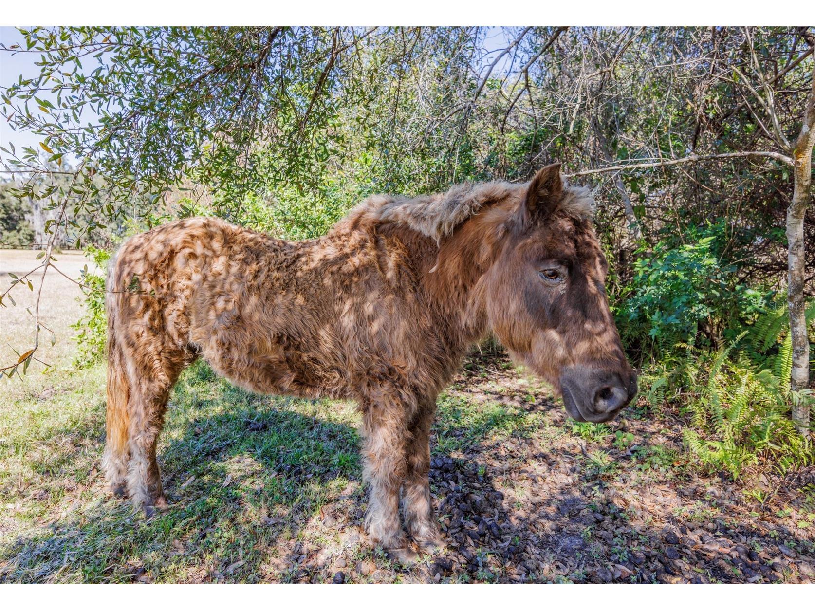 20112 Hobbs Road Wimauma FL 33598 TB8474546 image53