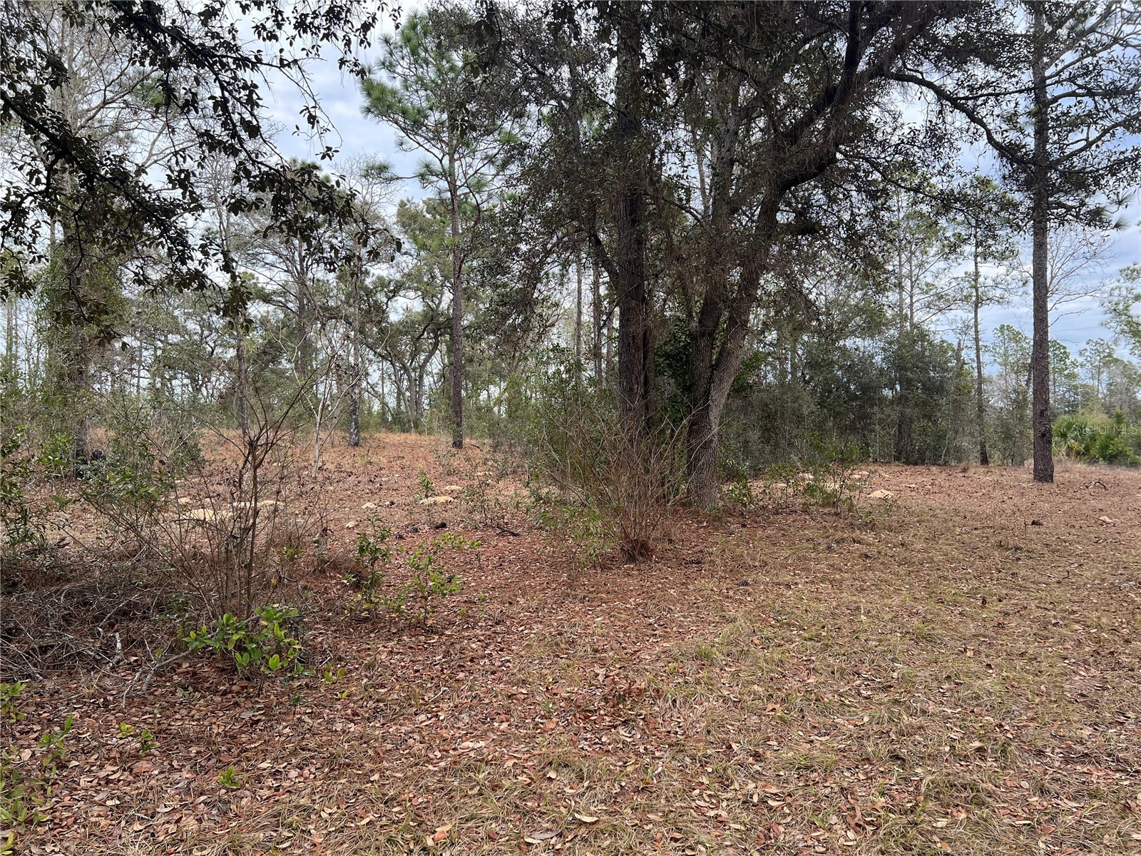 20140 NW 27th Street Morriston FL 32668 GC536980 image11