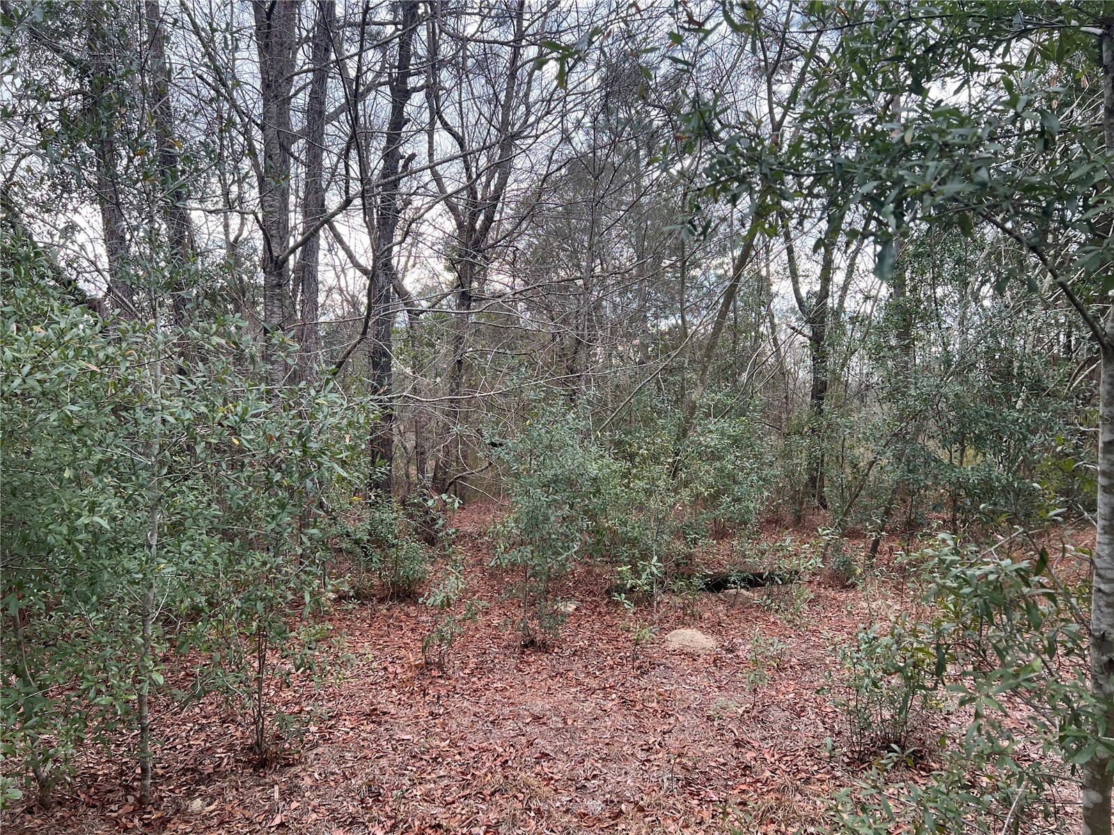 20140 NW 27th Street Morriston FL 32668 GC536980 image16