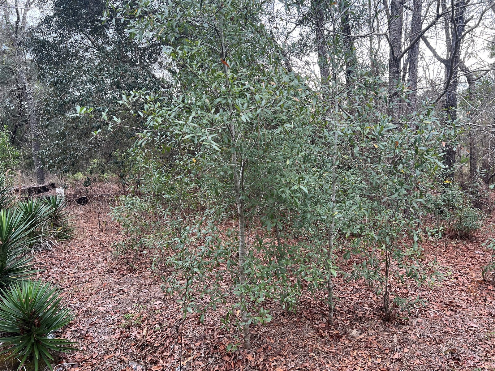 20140 NW 27th Street Morriston FL 32668 GC536980 image17