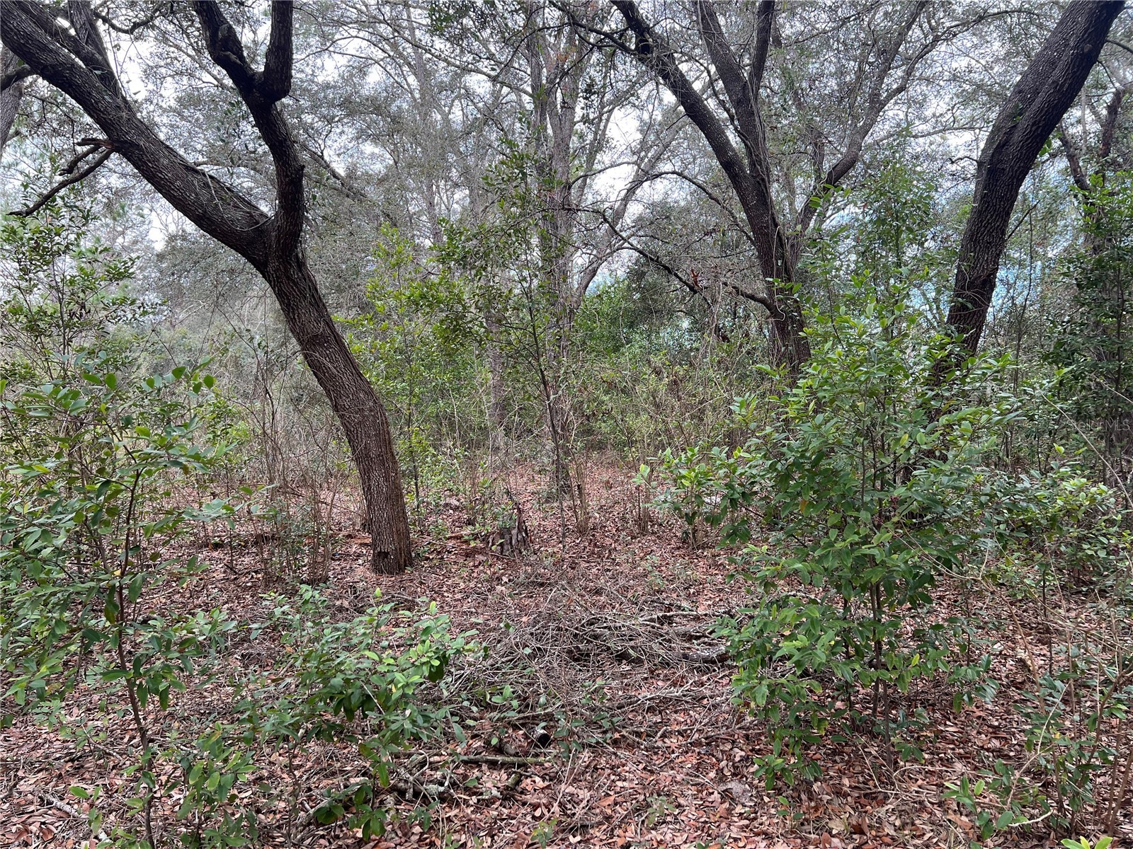 20140 NW 27th Street Morriston FL 32668 GC536980 image35