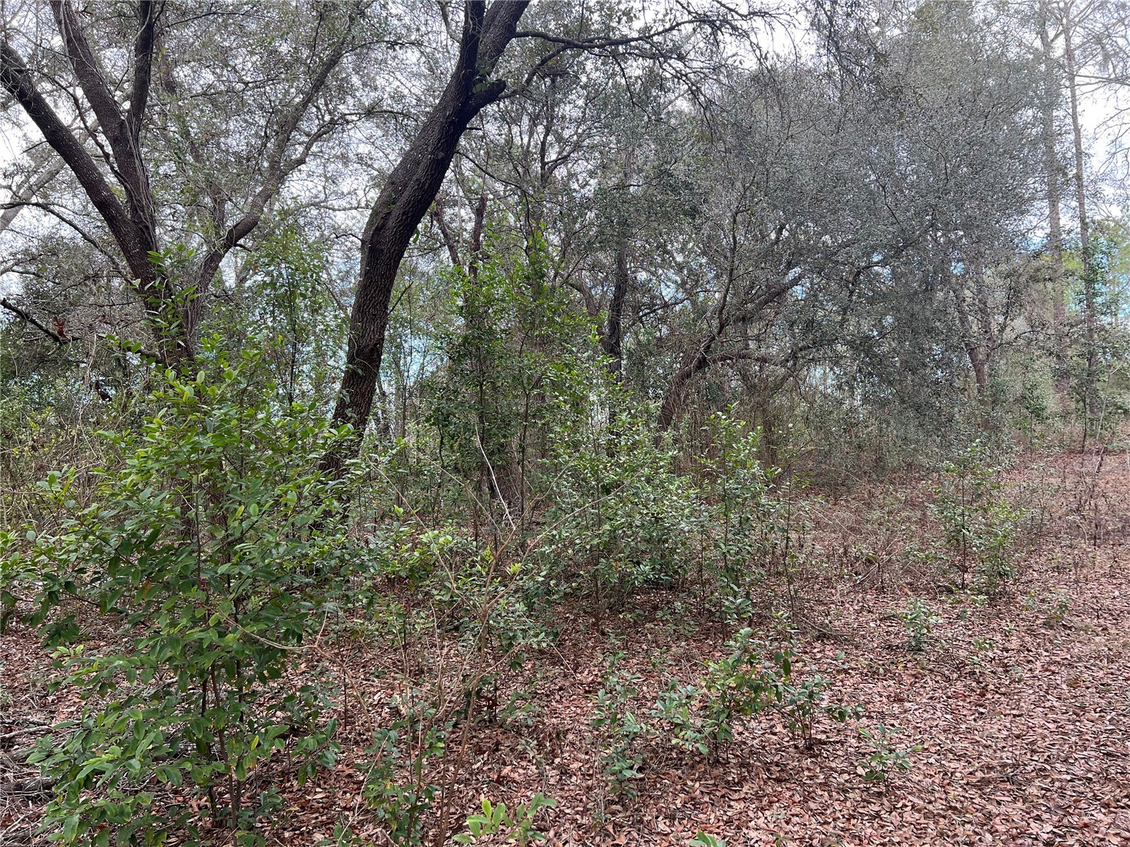 20140 NW 27th Street Morriston FL 32668 GC536980 image38