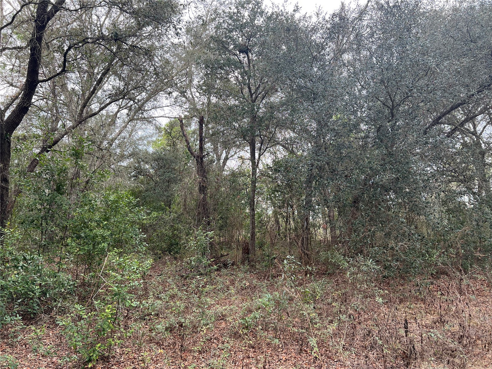 20140 NW 27th Street Morriston FL 32668 GC536980 image4