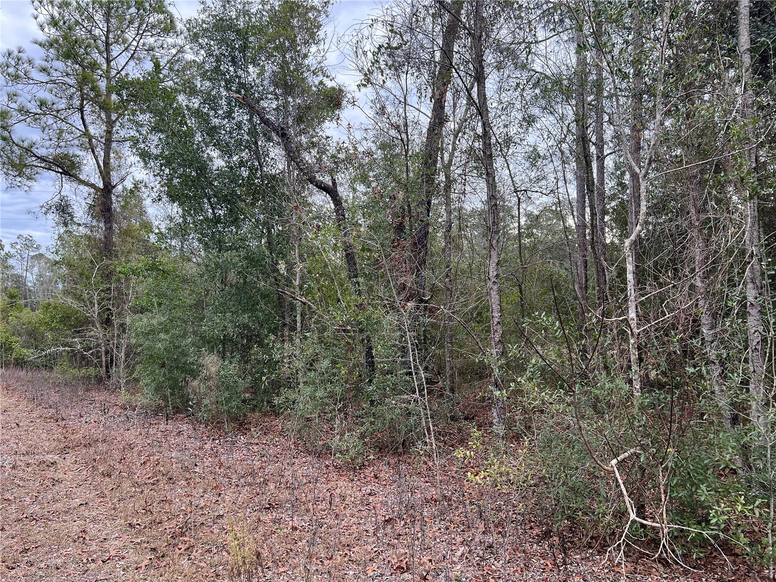 20140 NW 27th Street Morriston FL 32668 GC536980 image42